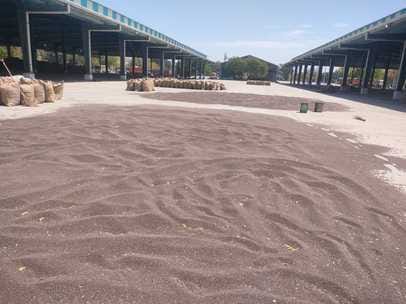 Wheat procurement in 10 grain markets of the district from tomorrow
