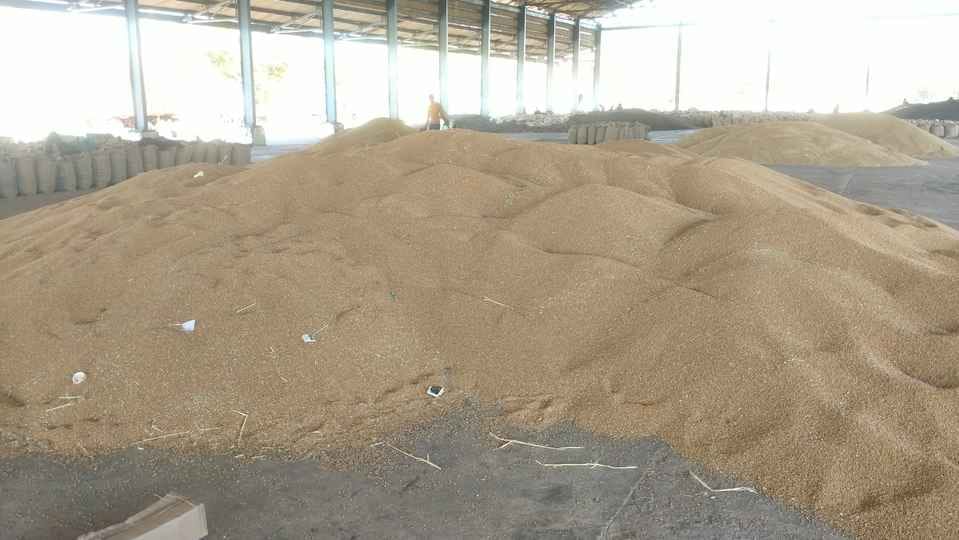Wheat procurement in Himachal from April 8, 10 centers have been set up