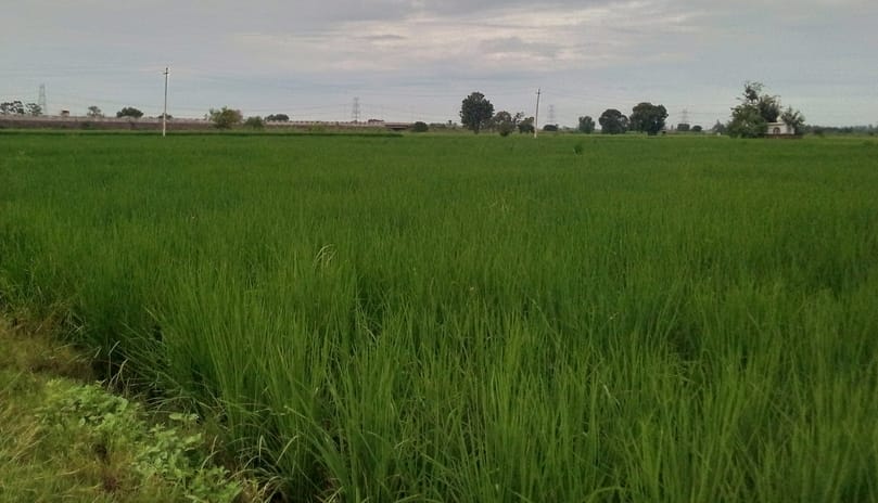 Paddy area reduced to conserve water