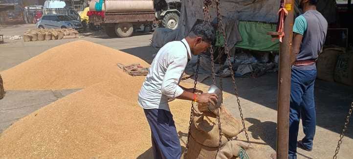 Grain market filled with mustard, wheat arrival begins