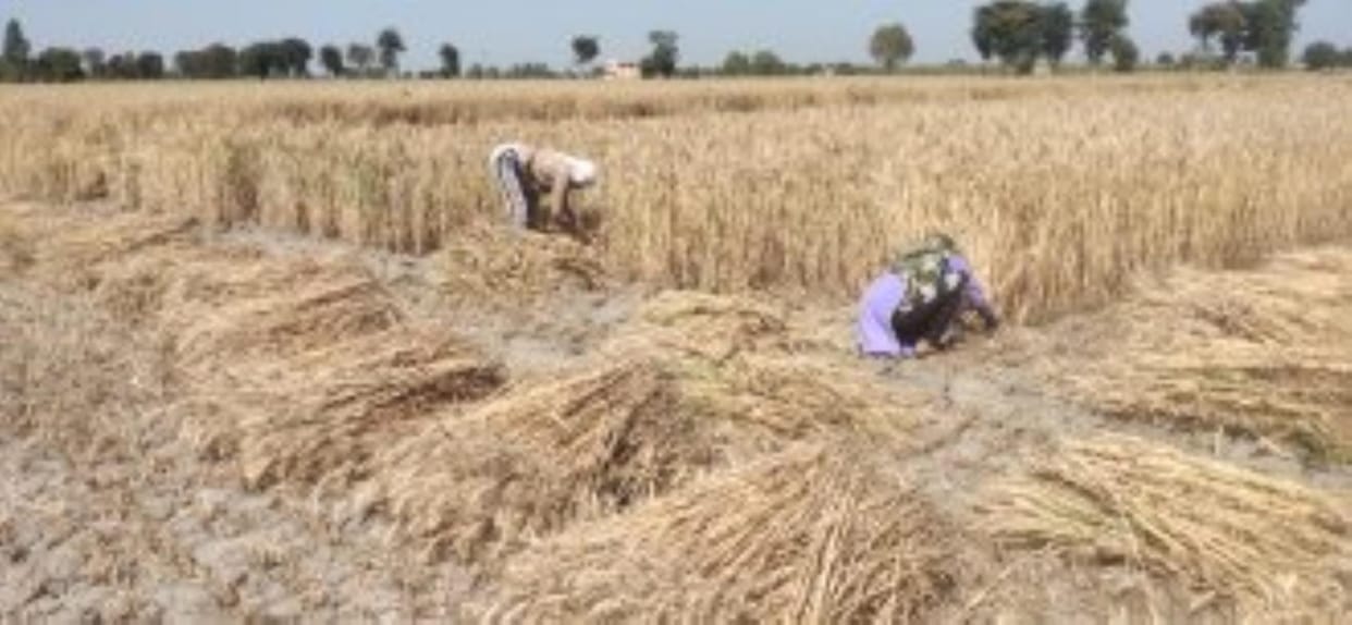 Government purchase of wheat begins, only wheat with up to 13% moisture is valid