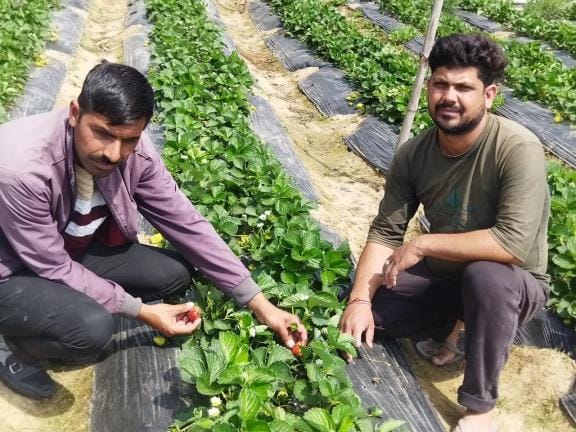 Strabery Crop in Udhampur