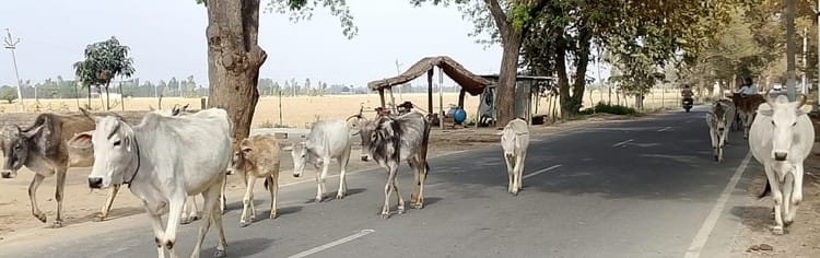 Stray animals roaming the streets like Yamraj