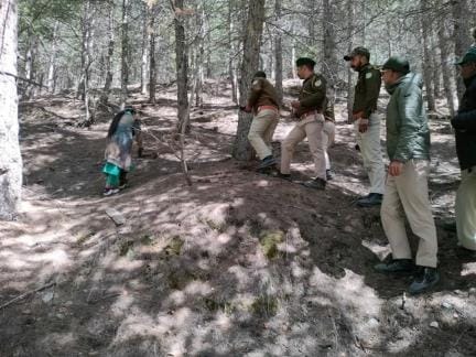Forest department teams searched the forests of Pangi