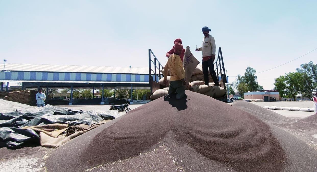 31,619 quintals of mustard arrived at three centers, the agency purchased 10,703 quintals
