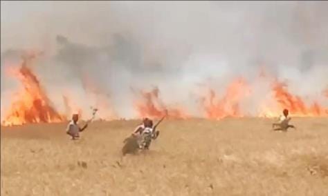 150 bigha wheat crop of 16 farmers turned to ashes