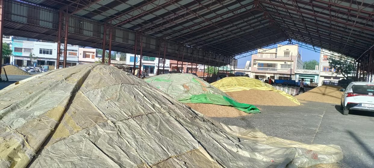 Paddy is lying under the shed in the grain market, wheat was not purchased on the first day
