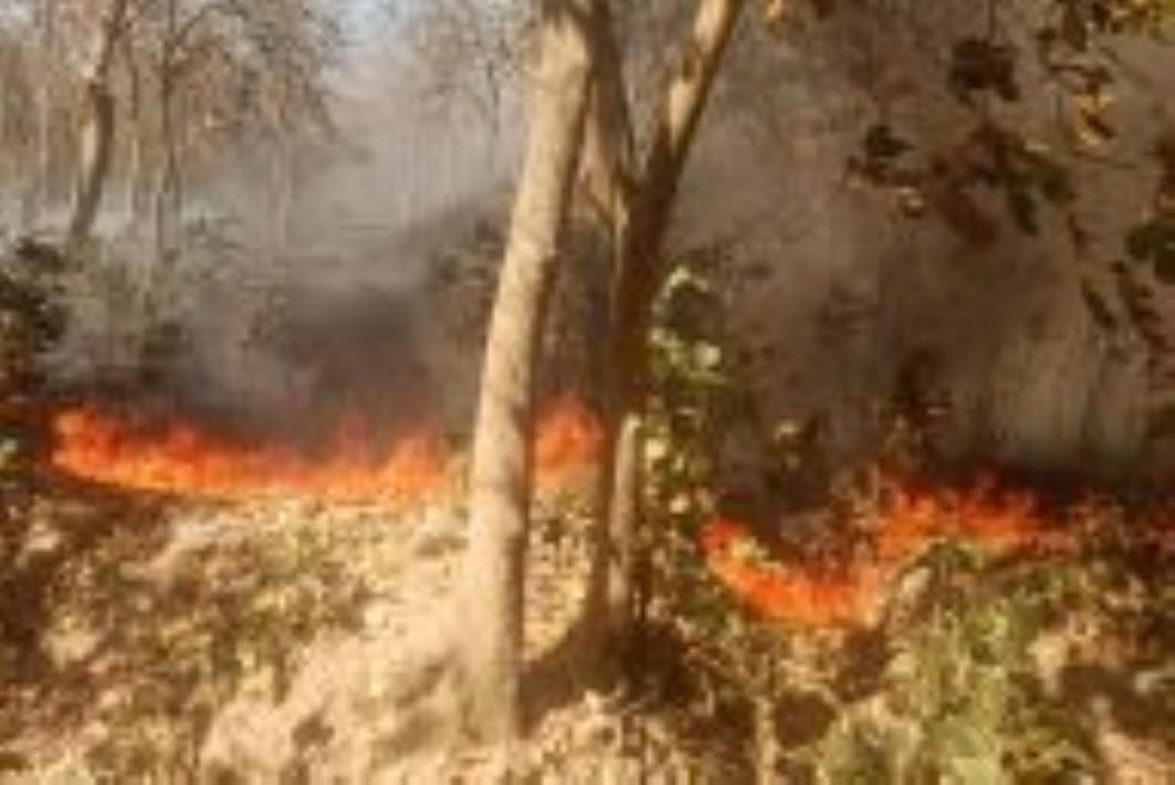 The fire burned one kilometre of forest
