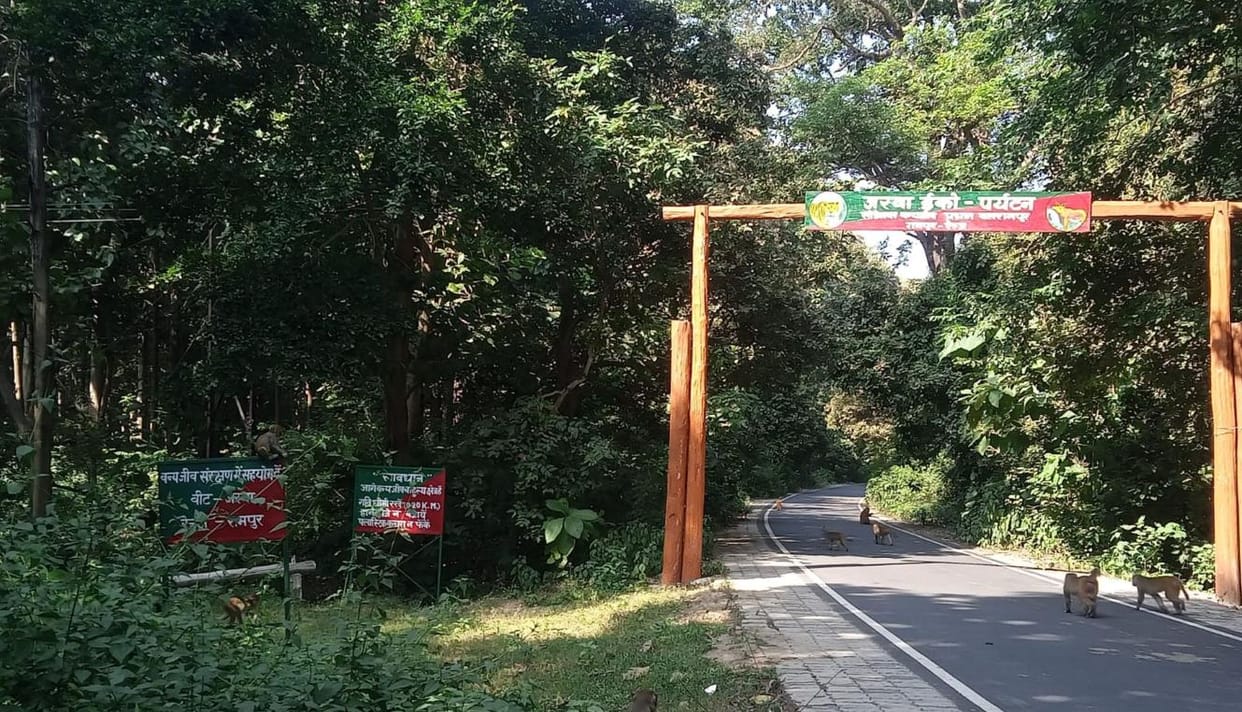 Forest wealth expanded in Sohelwa, scope increased