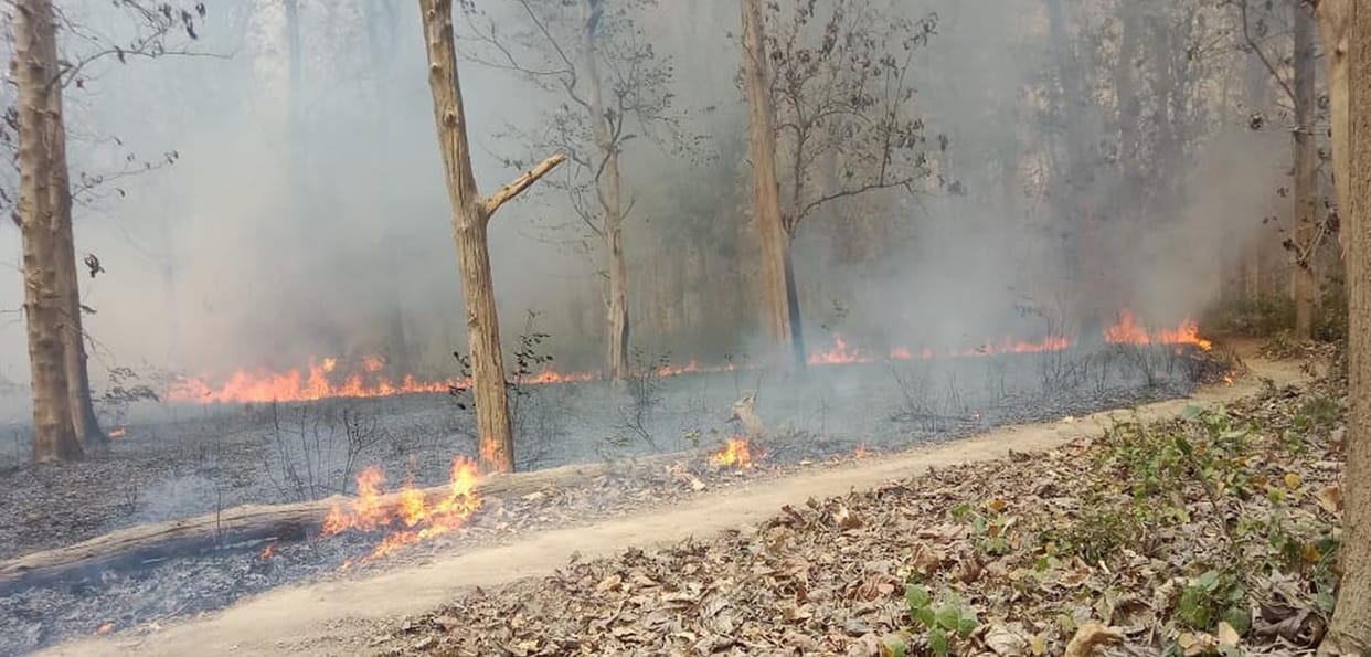 Fire broke out in Sohelwa forest, brought under control