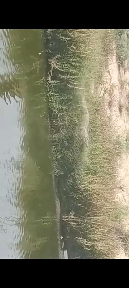 Two crocodiles were seen in Daroi