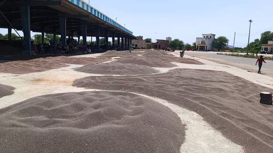Wheat was not purchased on the second day as well, mustard arrival increased