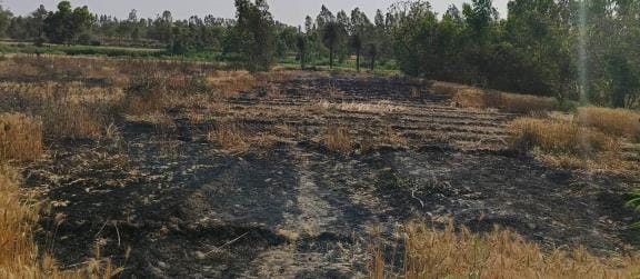 Englishkhet mein aag lagane se paanch beegha phasal raakh   Five bighas of crop turned to ashes due to fire in the field