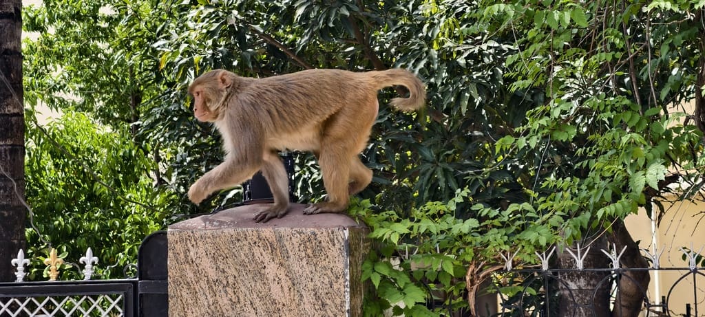 The situation worsened due to the monkeys' nuisance, they looted the fields and ambushed the houses