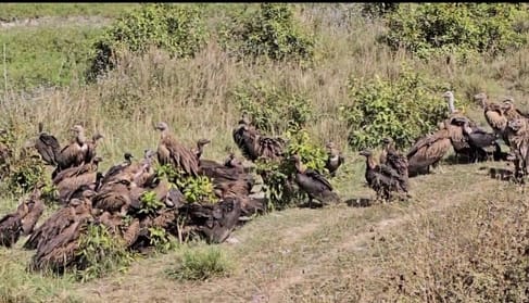 A flock of vultures was seen, environmentalists were happy