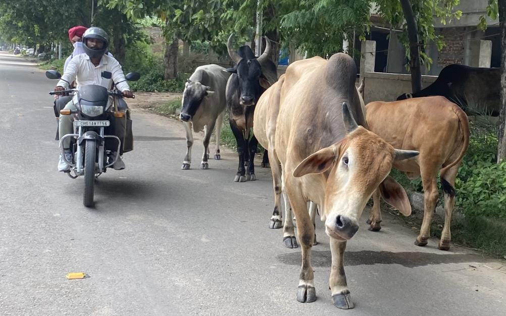 Now the contractor will get Rs 1500 for catching animals in the corporation area