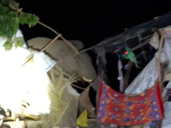 Elephant reached Boom area again, broke kutcha shop, felled trees