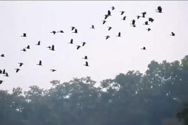 Migratory birds started returning to their homeland as the weather changed