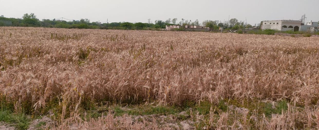 Many western disturbances will be active this month, farmers should be careful