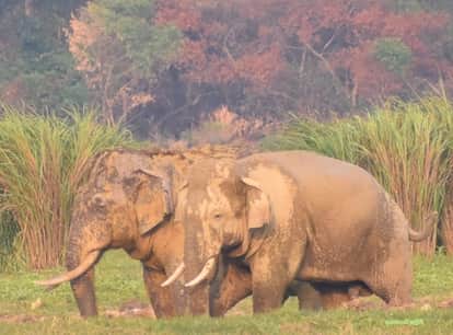 Two people died in a wild elephant attack in Lalkuan