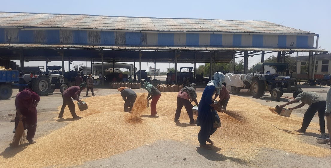Inflow in grain market increased, 50 quintals of wheat sold at a rate higher than MSP in private