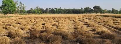 कासगंज खेत में कटी पड़ी गेंहूं की फसल ।