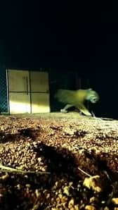 Shivpuri-The new tiger Tandav brought from Bandhavgarh was released in the forest