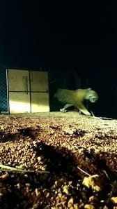 Shivpuri-The new tiger Tandav brought from Bandhavgarh was released in the forest