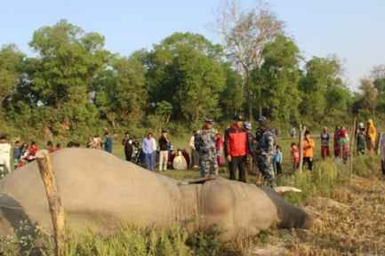 Elephant's carcass found near No Man's Land in Kanchanpur