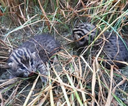 Leopard rumors spread, kittens turned out to be wild