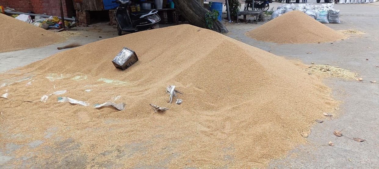 598 quintals of wheat arrived from 15 farmers in Bhiwani market