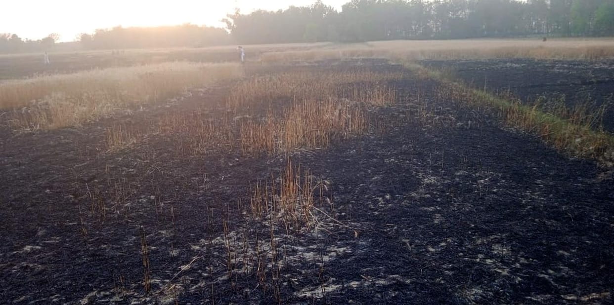 50 bigha crops burnt in fire caused by unknown reasons