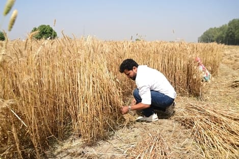 The MLA harvested wheat along with the farmers