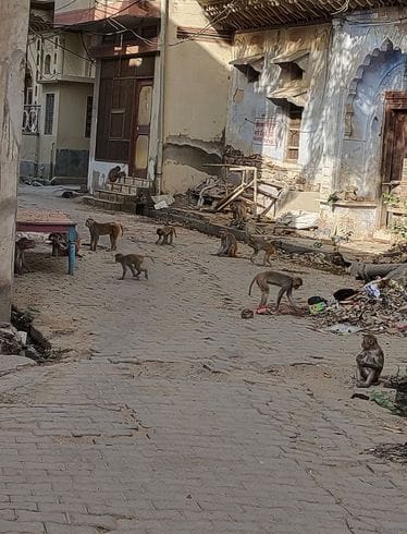 City residents are troubled by monkey nuisance, no solution is being found