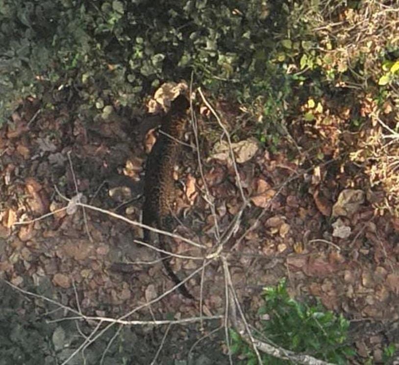 A married woman got hanged by a female leopard left in the jungle of Chakia Range