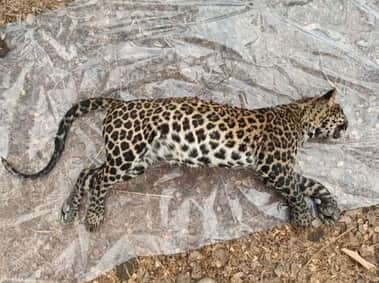 Leopard body found in well in Seoni's screw buffer zone, without munder well causes death