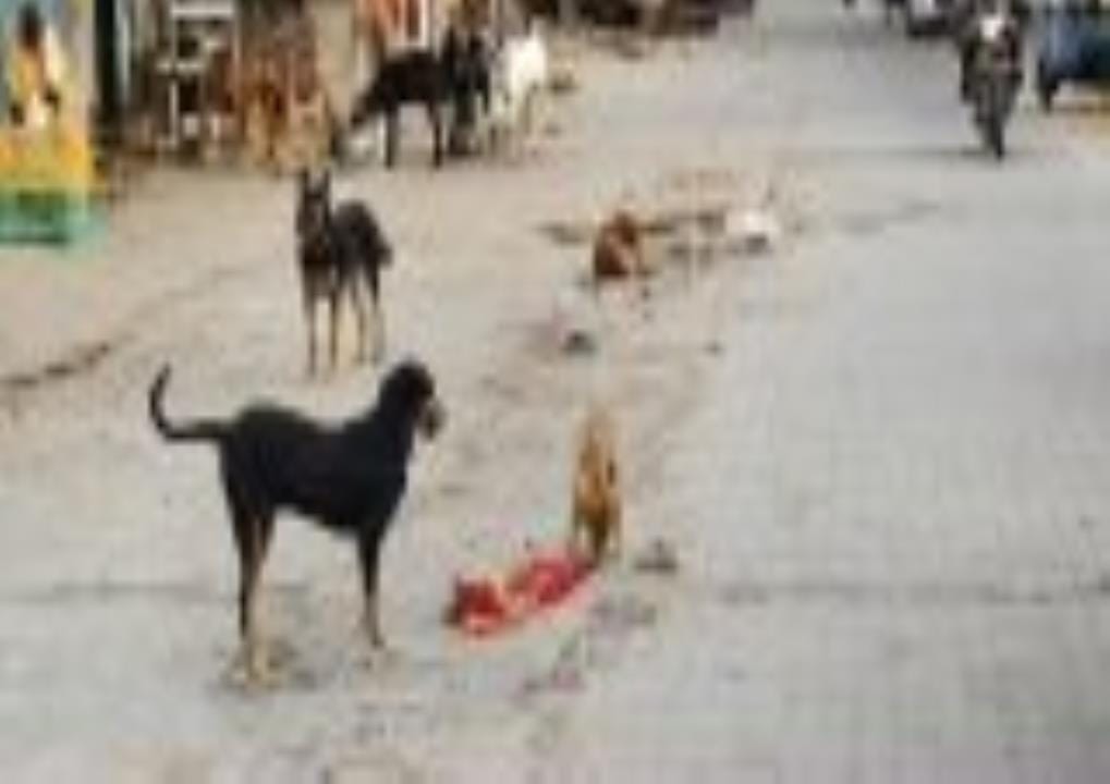 Vaccination and sterilization of dogs will be done in the slaughter house