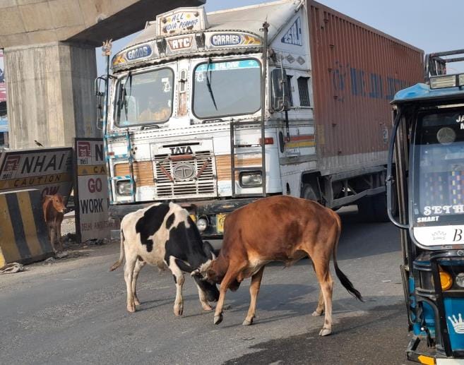Stray cattle are causing trouble on the highway