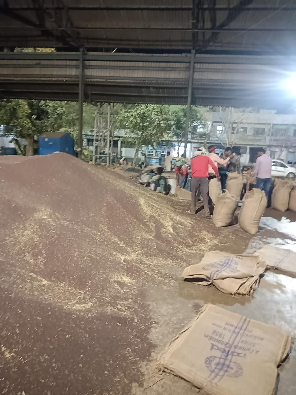Waiting for wheat crop in grain market, mustard arrival is fast