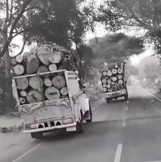 Illegal felling of trees is happening in areas adjoining Haryana-Rajasthan border, officials are unaware