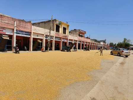 Wheat arrivals continue in grain markets, but no purchases even on the fourth day