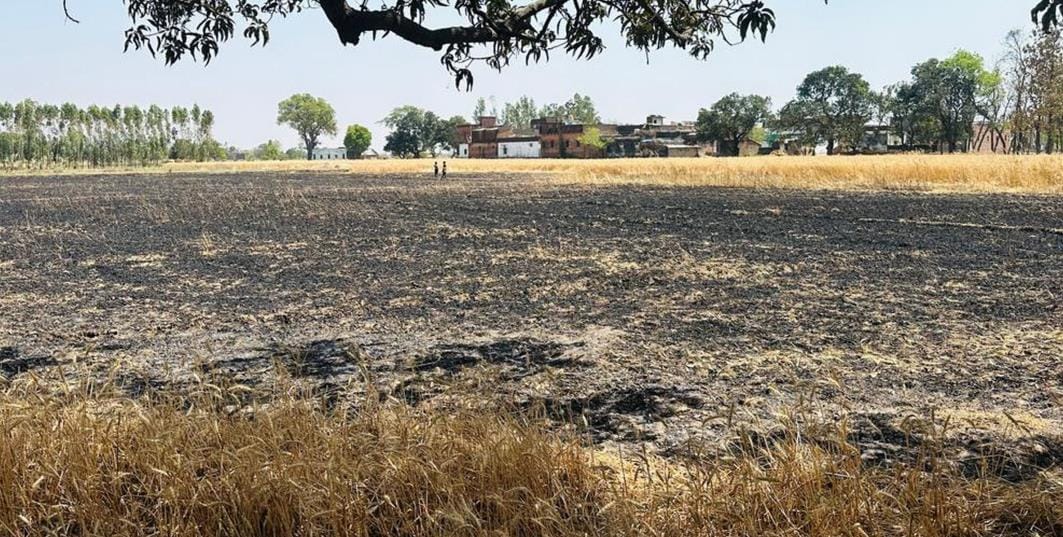 Seven bighas of wheat belonging to three farmers burnt to ashes