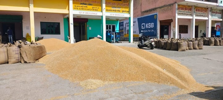 Wheat continues to arrive in the markets, no purchase was made on the orders of the government