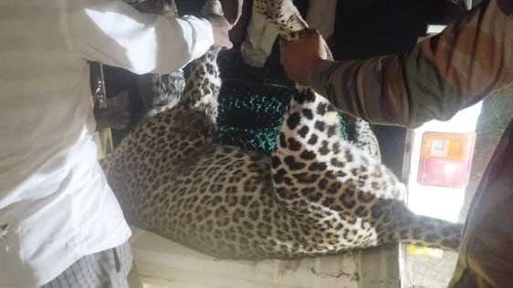 Dead leopard found in Dhakauli forest