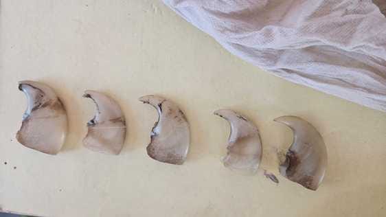 Shahdol News: Three accused of smuggling tiger nails arrested