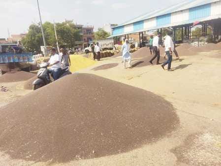 8870 quintals of wheat were purchased, the market was filled with mustard