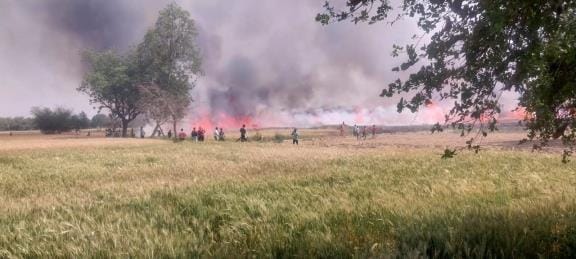 15 bigha crop burnt due to spark from electric wires
