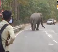 Now the rogue elephant was seen walking on the road