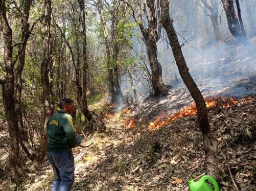 The fire in the forests of Jamirpani and Kucha was brought under control