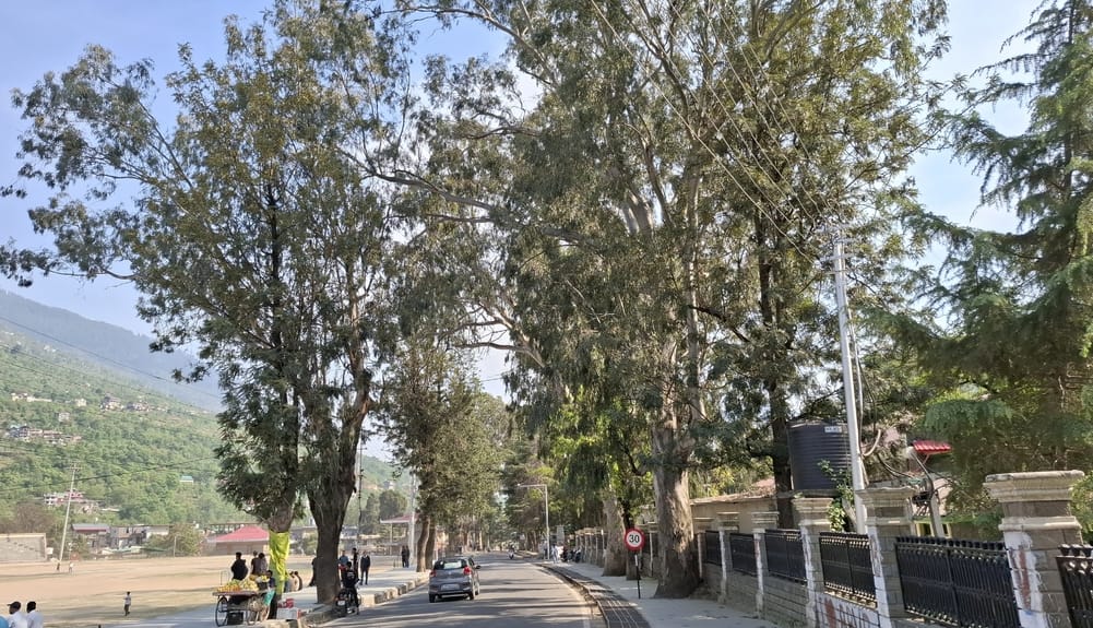Neither the administration nor the city council can see the trees that pose a threat